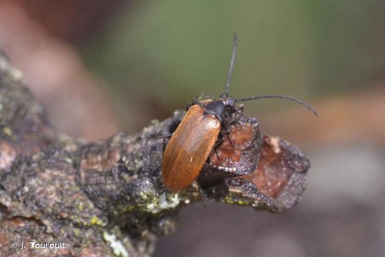 <i>Pseudocistela ceramboides</i> (Linnaeus, 1758) © J. Touroult