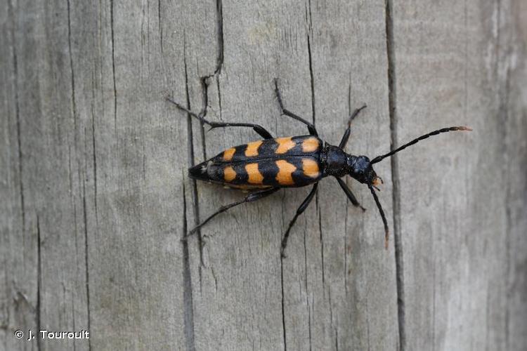 <i>Leptura quadrifasciata</i> Linnaeus, 1758 © J. Touroult