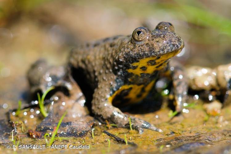 <i>Bombina variegata</i> (Linnaeus, 1758) © E. SANSAULT - ANEPE Caudalis