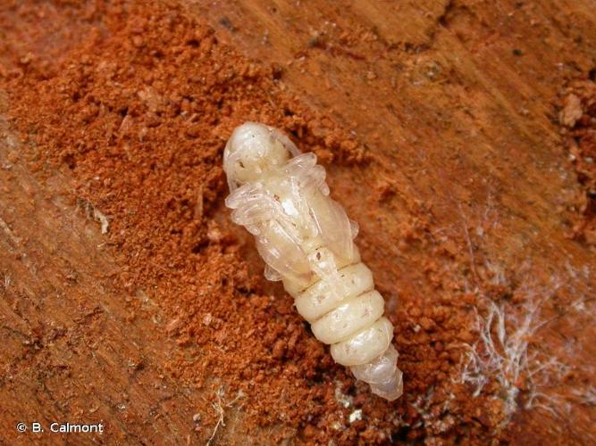 <i>Asemum striatum</i> (Linnaeus, 1758) © B. Calmont