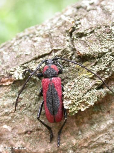 <i>Purpuricenus globulicollis</i> Dejean, 1839 © B. Calmont