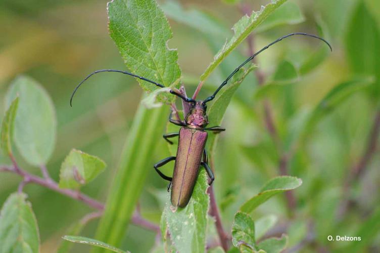 <i>Aromia moschata</i> (Linnaeus, 1758) © O. Delzons