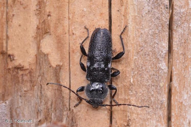 <i>Hylotrupes bajulus</i> (Linnaeus, 1758) © J. Touroult