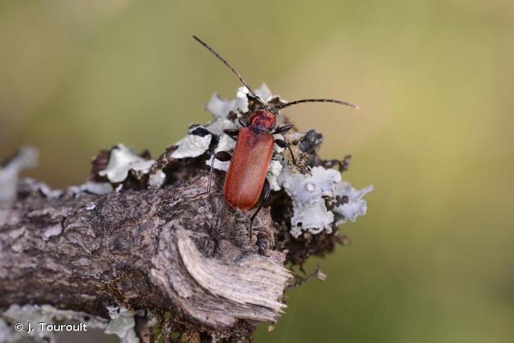 <i>Pyrrhidium sanguineum</i> (Linnaeus, 1758) © J. Touroult