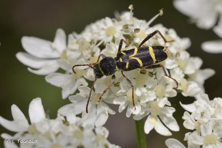 <i>Clytus lama</i> Mulsant, 1847 © J. Touroult