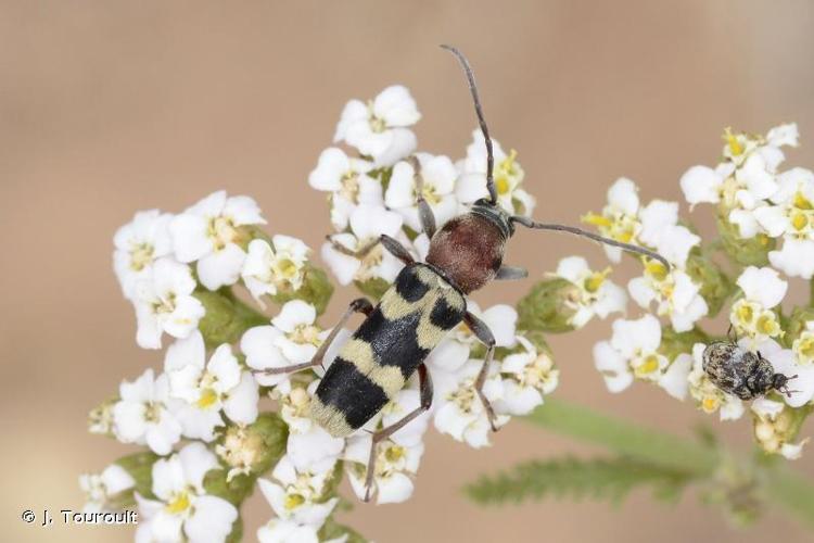 <i>Chlorophorus trifasciatus</i> (Fabricius, 1781) © J. Touroult