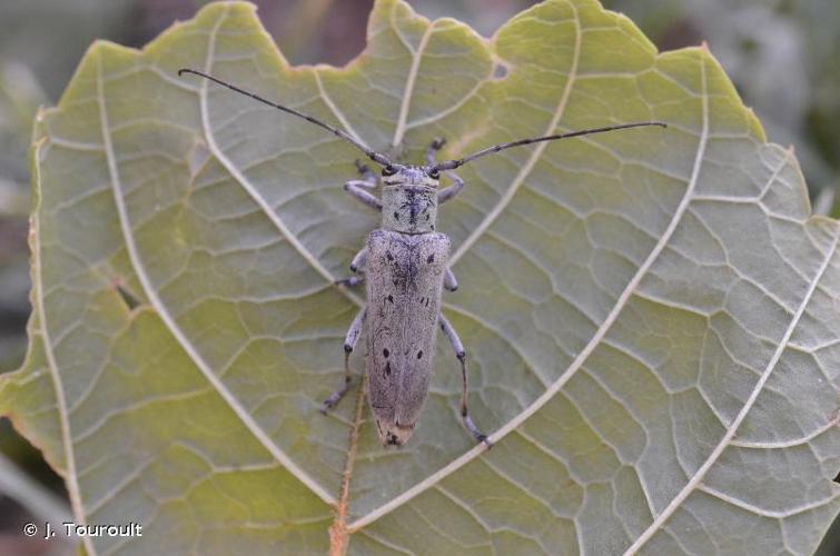 <i>Saperda octopunctata</i> (Scopoli, 1772) © J. Touroult