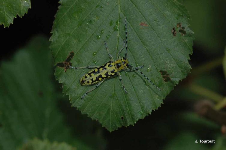 <i>Saperda scalaris</i> (Linnaeus, 1758) © J. Touroult