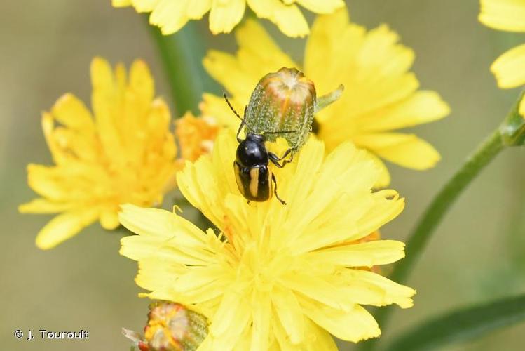 <i>Cryptocephalus vittatus</i> Fabricius, 1775 © J. Touroult