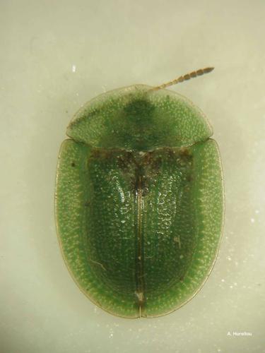 <i>Cassida viridis</i> Linnaeus, 1758 © A. Horellou