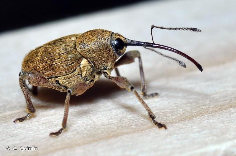 <i>Curculio nucum</i> Linnaeus, 1758 © C. Quintin