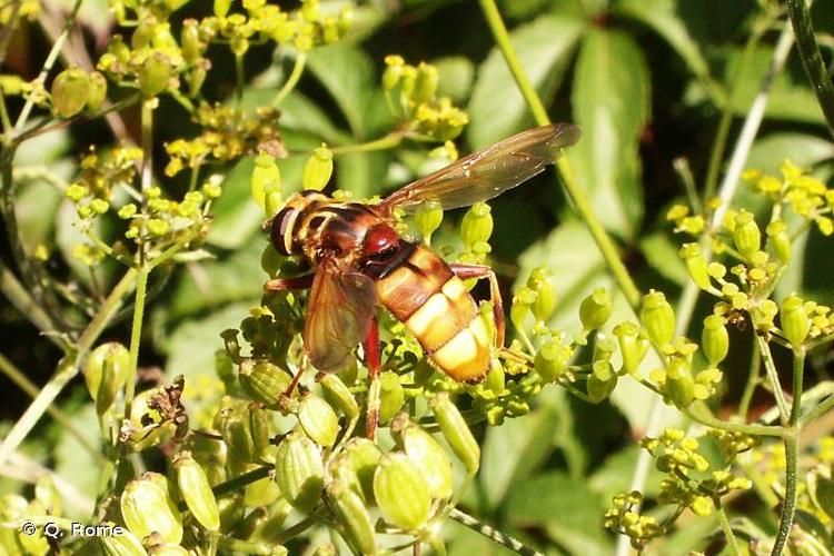 <i>Milesia crabroniformis</i> (Fabricius, 1775) © Q. Rome