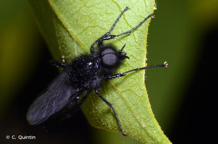 <i>Bibio marci</i> (Linnaeus, 1758) © C. Quintin