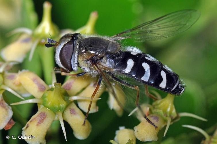 <i>Scaeva pyrastri</i> (Linnaeus, 1758) © C. Quintin