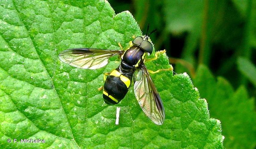 <i>Chrysotoxum bicinctum</i> (Linnaeus, 1758) © F. Michalke