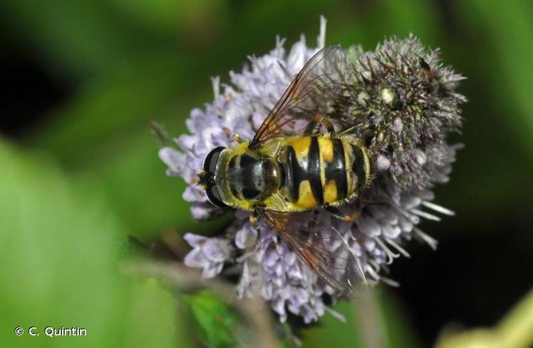 <i>Myathropa florea</i> (Linnaeus, 1758) © C. Quintin