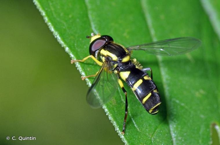 <i>Xanthogramma pedissequum</i> (Harris, 1778) © C. Quintin