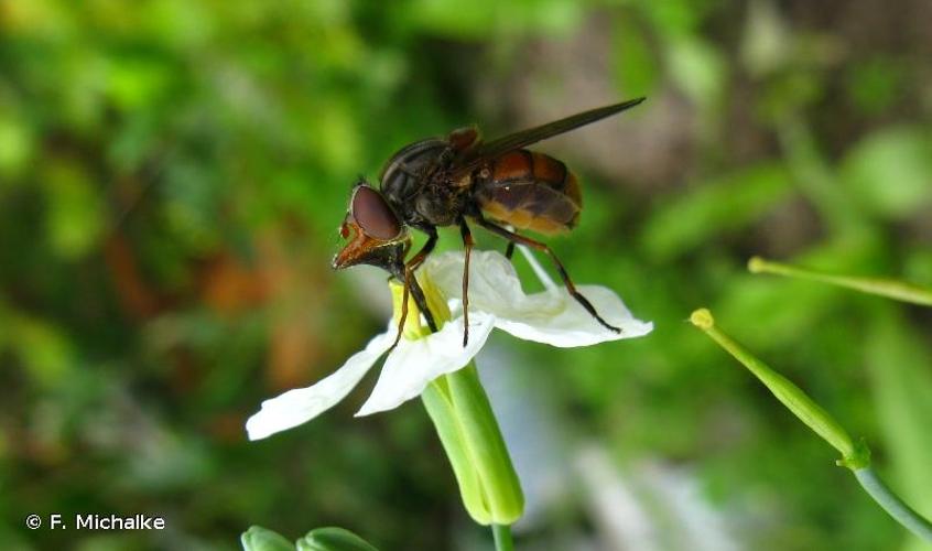 <i>Rhingia campestris</i> Meigen, 1822 © F. Michalke