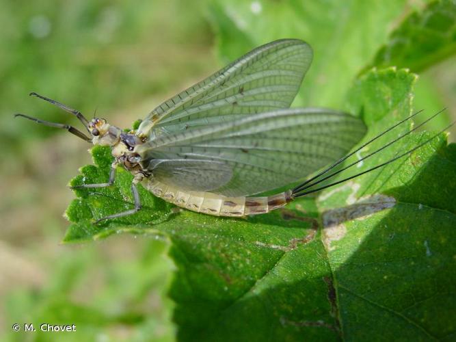 <i>Ephemera danica</i> O.F. Müller, 1764 © M. Chovet