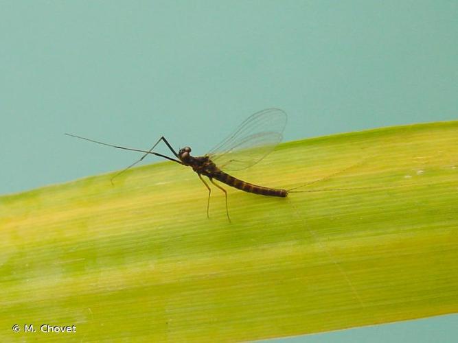 <i>Habrophlebia fusca</i> (Curtis, 1834) © M. Chovet