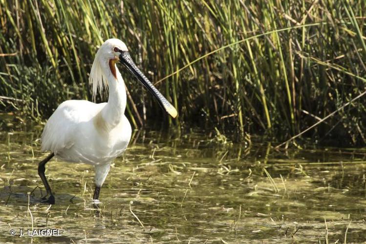 <i>Platalea leucorodia</i> Linnaeus, 1758 © J. LAIGNEL