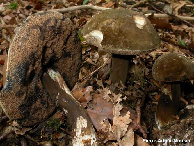 <i>Porphyrellus porphyrosporus</i> (Fr. & Hök) E.-J.Gilbert, 1931 © PA. Moreau