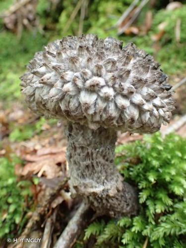 <i>Strobilomyces strobilaceus</i> (Scop.) Berk., 1851 © H. TINGUY