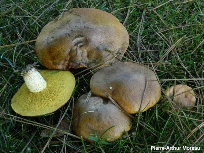 <i>Suillus collinitus</i> (Fr.) Kuntze, 1898 © PA. Moreau