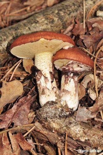 <i>Suillus luteus</i> (L.) Roussel, 1796 © Y. Sellier