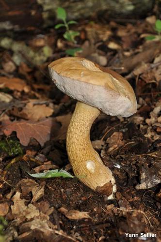 <i>Tylopilus felleus</i> (Bull.) P.Karst., 1881 © Y. Sellier