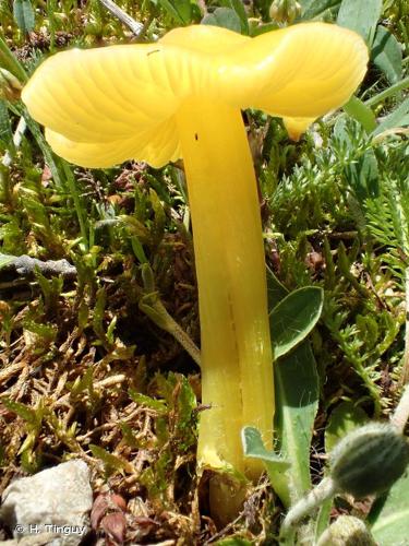 <i>Hygrocybe euroflavescens</i> Kühner, 1977 © H. Tinguy