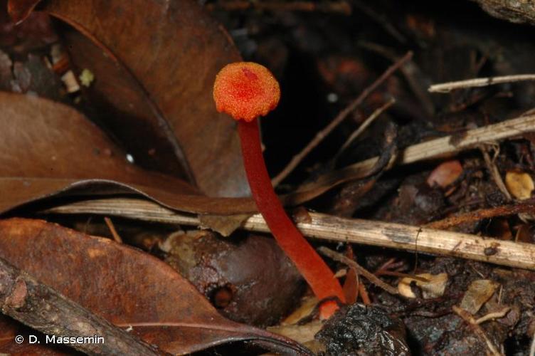 <i>Hygrocybe miniata</i> (Fr.) P.Kumm., 1871 © D. Massemin