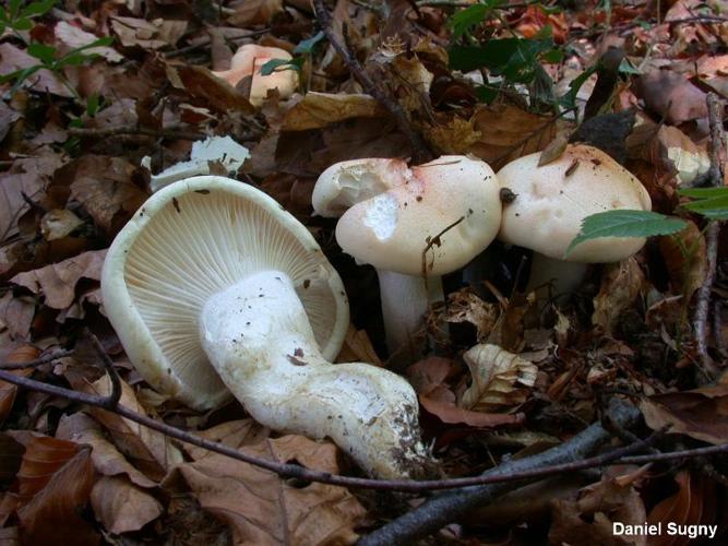 <i>Hygrophorus poetarum</i> R.Heim, 1948 © D. Sugny