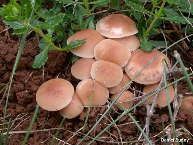 <i>Marasmius collinus</i> (Scop.) Singer, 1942 © D. Sugny