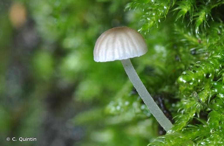 <i>Phloeomana hiemalis</i> (Osbeck) Redhead, 2016 © C. Quintin