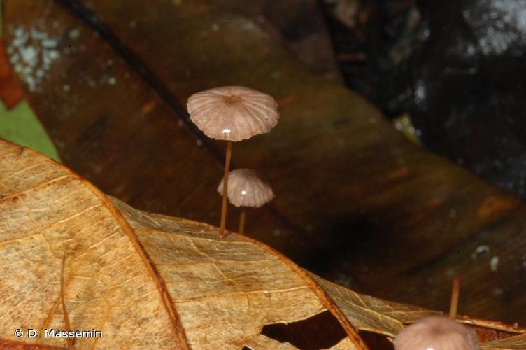 <i>Marasmius rotula</i> (Scop.) Fr., 1838 © D. Massemin