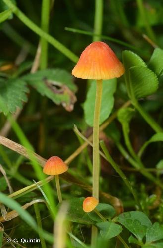 <i>Mycena acicula</i> (Schaeff.) P.Kumm., 1871 © C. Quintin