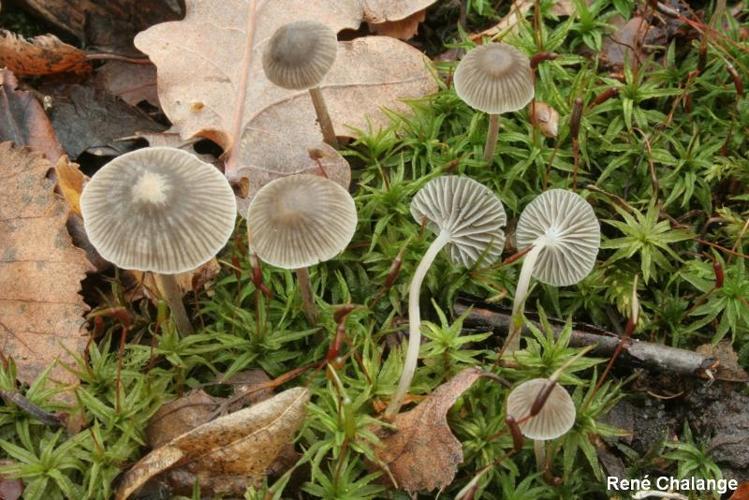 <i>Mycena cinerella</i> (P.Karst.) P.Karst., 1879 © R. Chalange