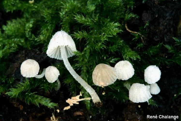 <i>Mycena corynephora</i> Maas Geest., 1983 © R. Chalange