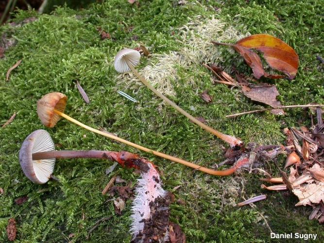 <i>Mycena crocata</i> (Schrad.) P.Kumm., 1871 © D. Sugny