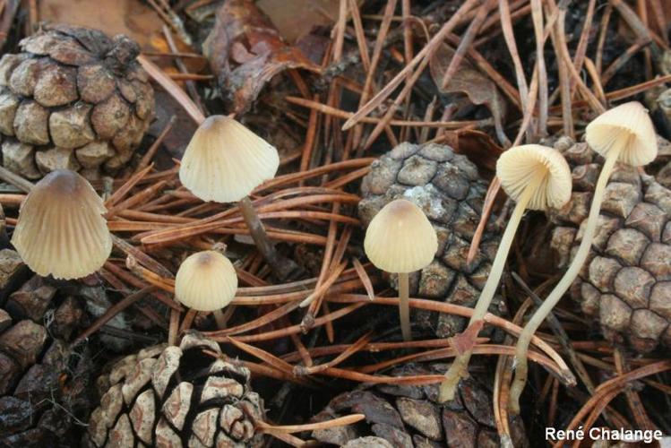 <i>Mycena mirata</i> (Peck) Sacc., 1887 © R. Chalange