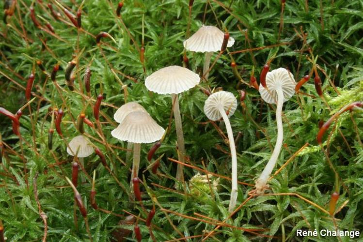 <i>Phloeomana speirea</i> (Fr.) Redhead, 2013 © R. Chalange