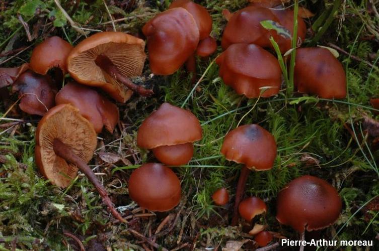 <i>Phaeocollybia jennyae</i> (P.Karst.) R.Heim, 1931 © PA. Moreau