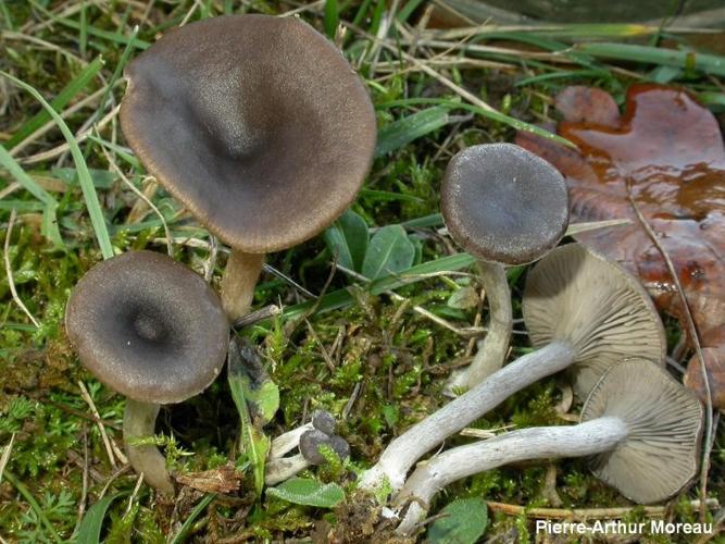 <i>Pseudoclitocybe obbata</i> (Fr.) Singer, 1962 © PA. Moreau
