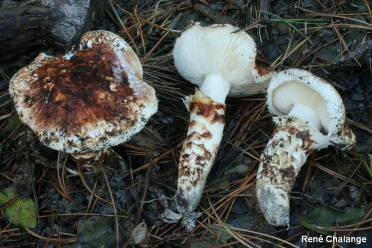 <i>Tricholoma caligatum</i> (Viv.) Ricken, 1914 © R. Chalange