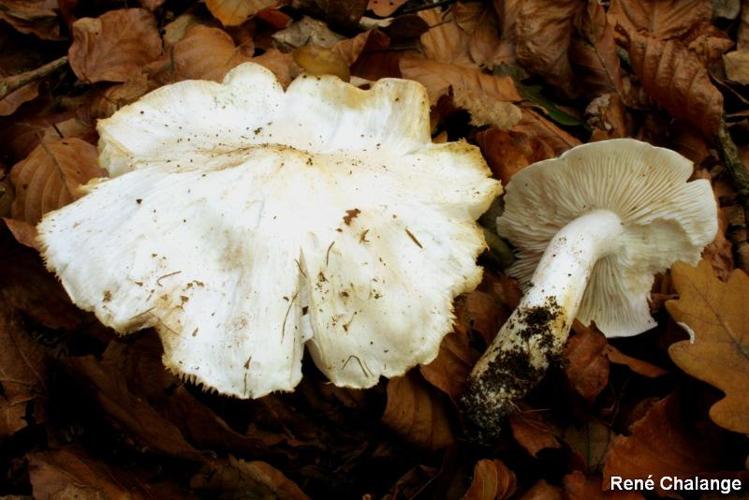 <i>Tricholoma columbetta</i> (Fr.) P.Kumm., 1871 © R. Chalange