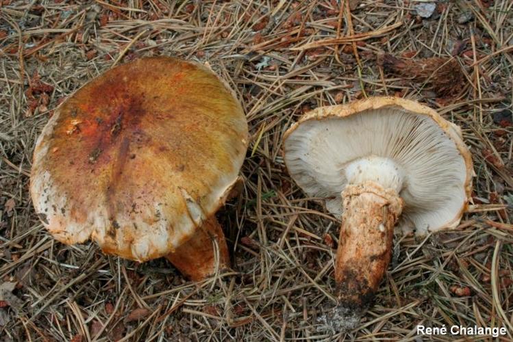 <i>Tricholoma focale</i> (Fr.) Ricken, 1914 © R. Chalange