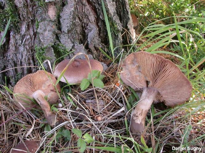 <i>Tricholoma imbricatum</i> (Fr.) P.Kumm., 1871 © D. Sugny