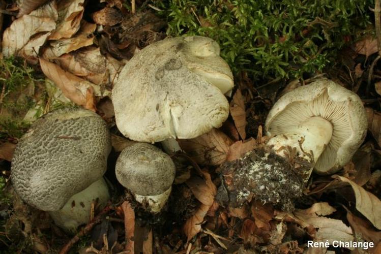 <i>Tricholoma pardinum</i> (Pers.) Quél., 1873 © R. Chalange