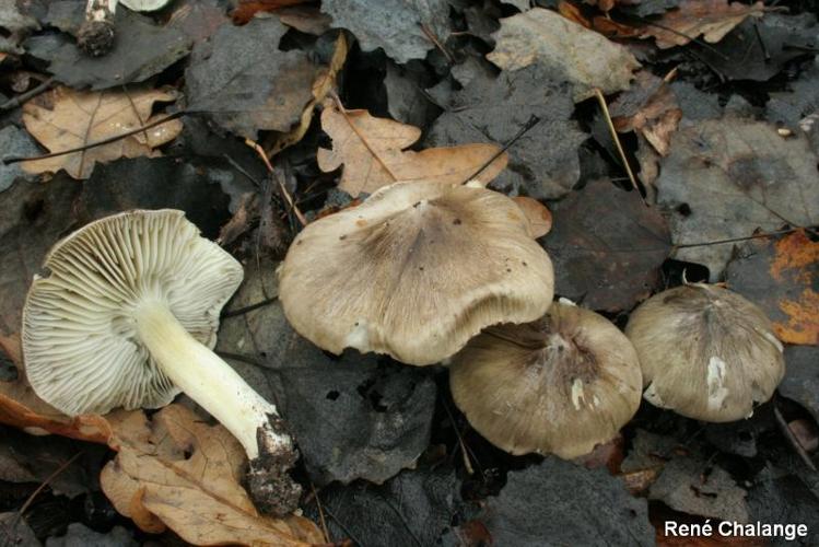 <i>Tricholoma portentosum</i> (Fr.) Quél., 1873 © R. Chalange